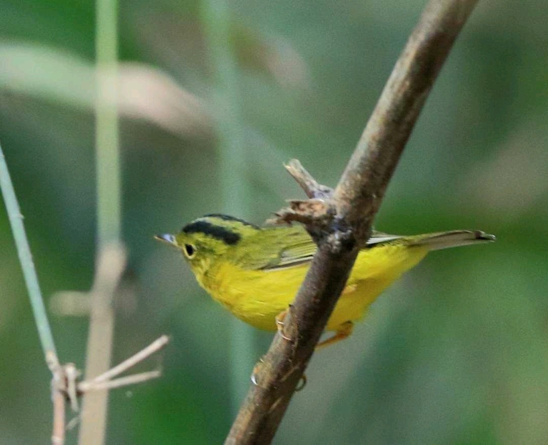 Pouillot de Burke (Phylloscopus burkii)