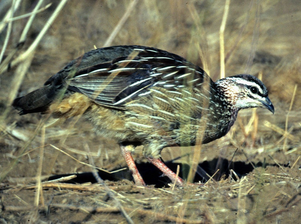 Crested francolin