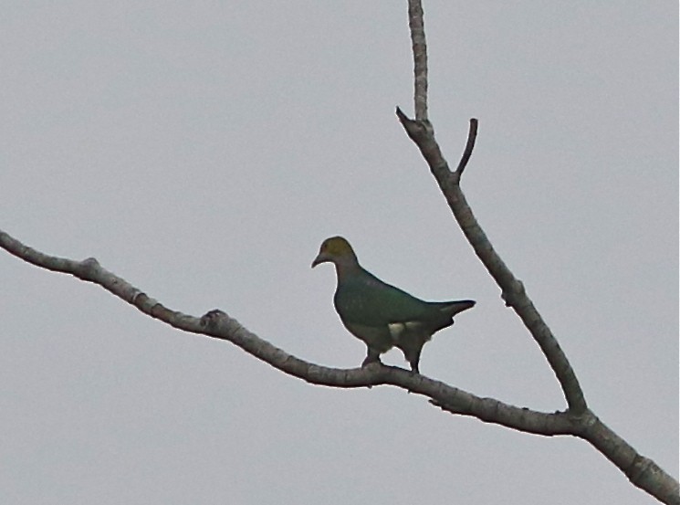 Pareljufferduif (Ptilinopus perlatus)