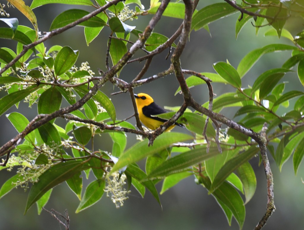Chrysothlypis (Chrysothlypis)