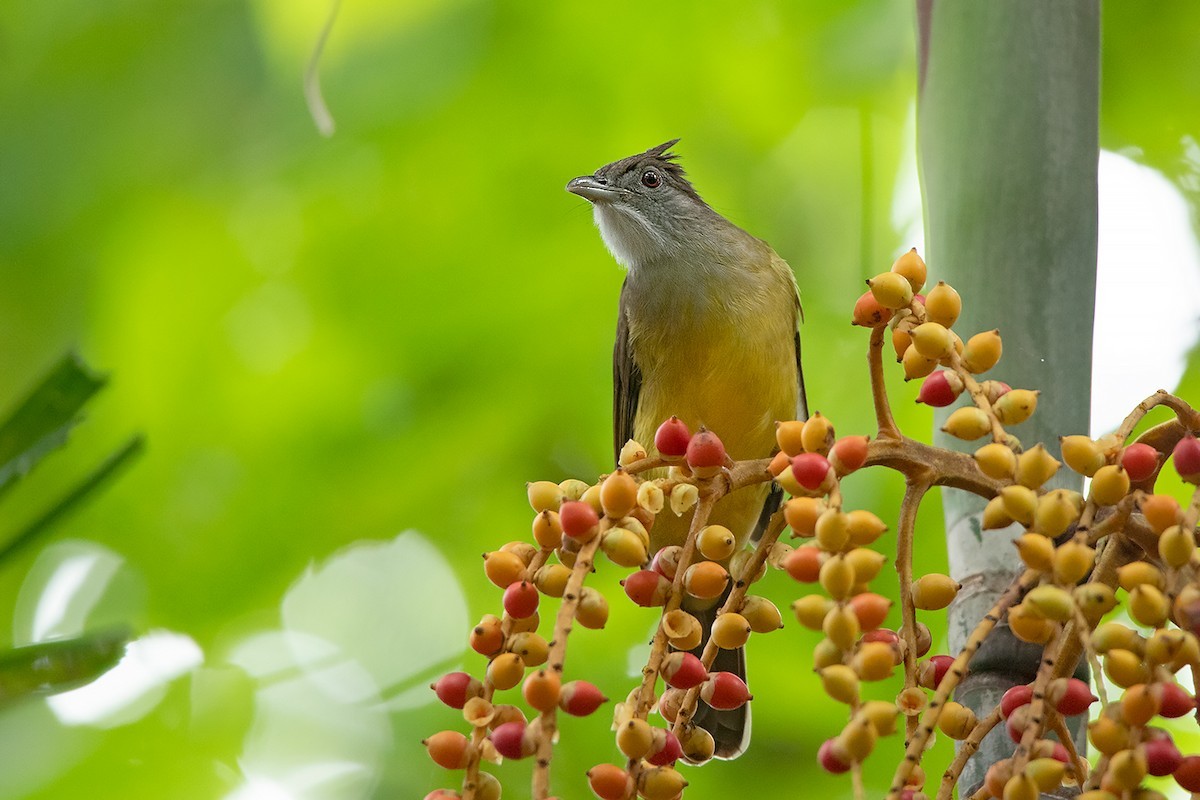 Bearded Bulbuls and Golden-bulbuls (Alophoixus)