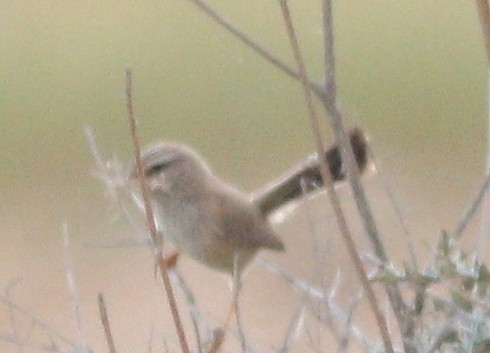 Streaked Scrub Warbler (Scotocerca)