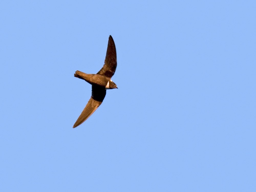 Biscutate Swift (Streptoprocne biscutata)