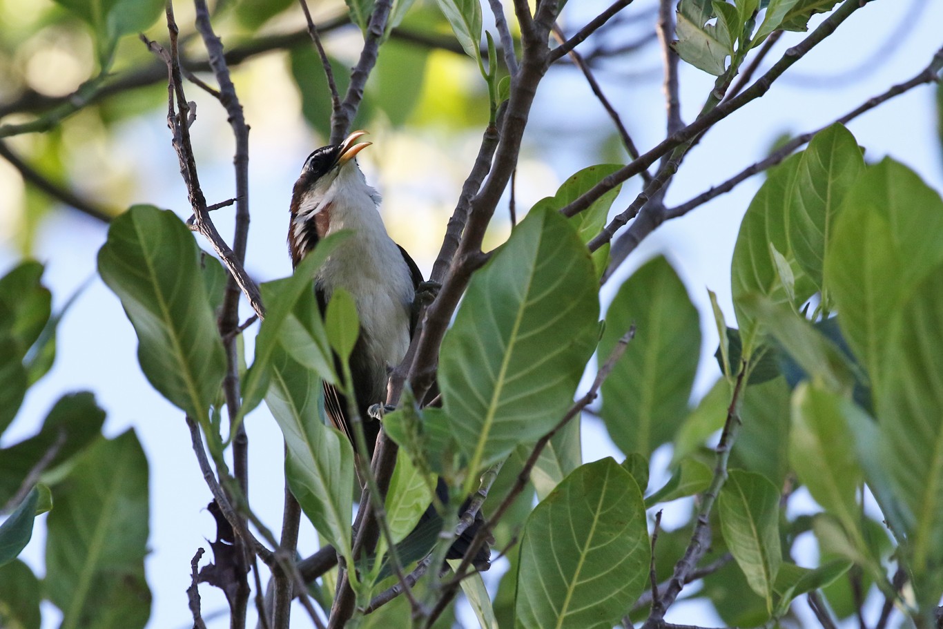 Sri Lanka Scimitar Babbler (Pomatorhinus melanurus)