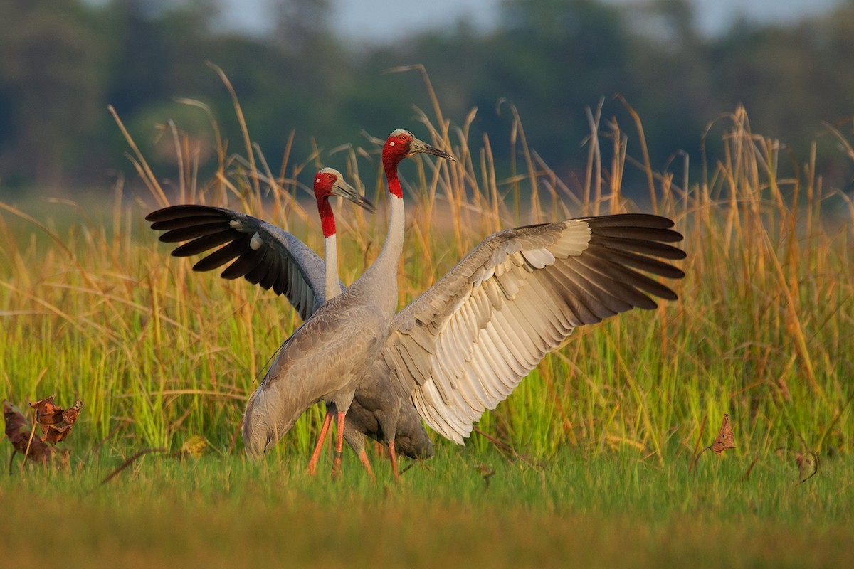 Sarus Crane (Antigone antigone)