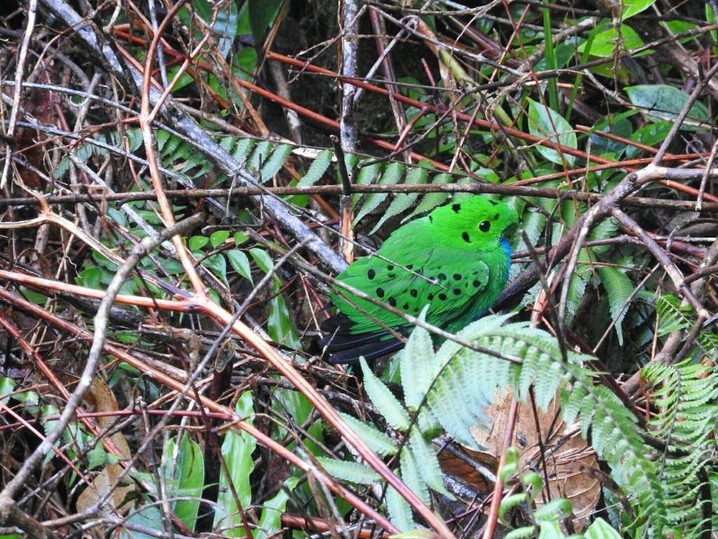 Calyptomena (Calyptomena)