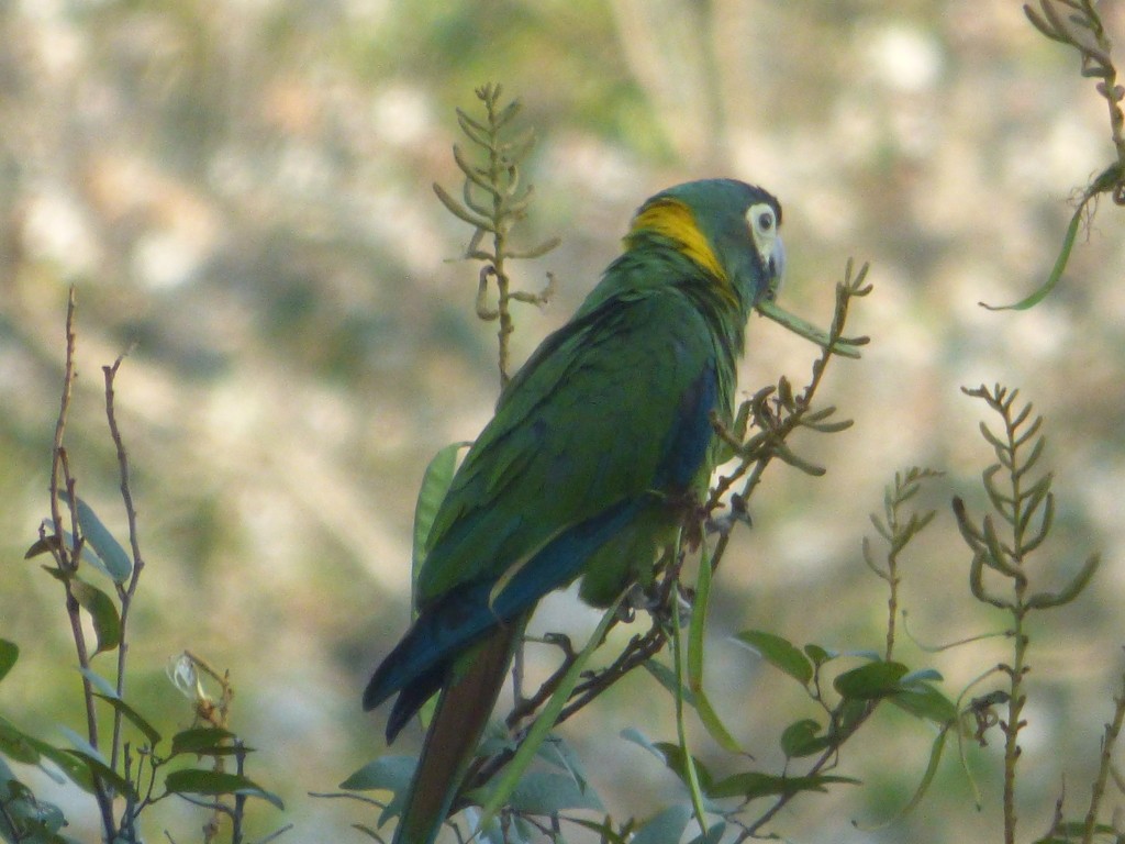 Primolius (Primolius)