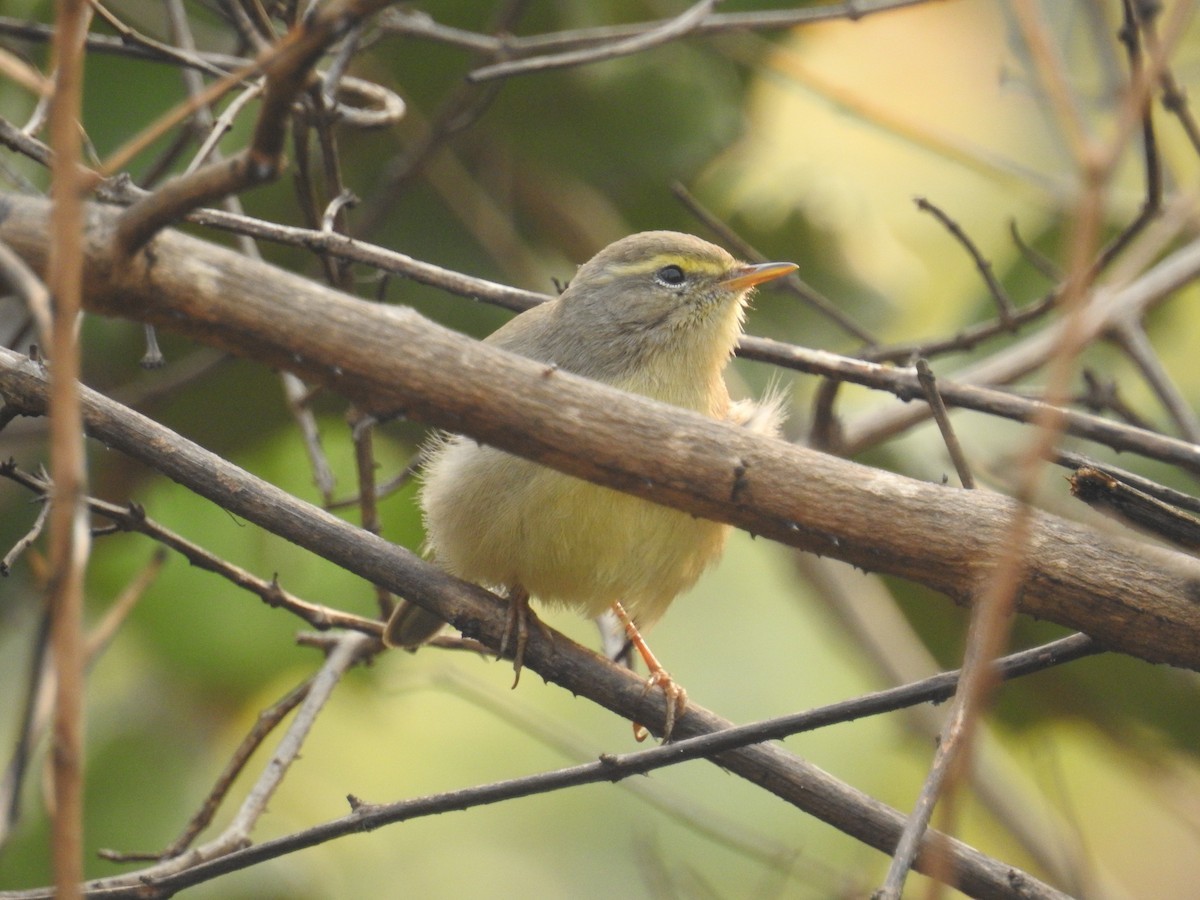 Steenboszanger (Phylloscopus griseolus)