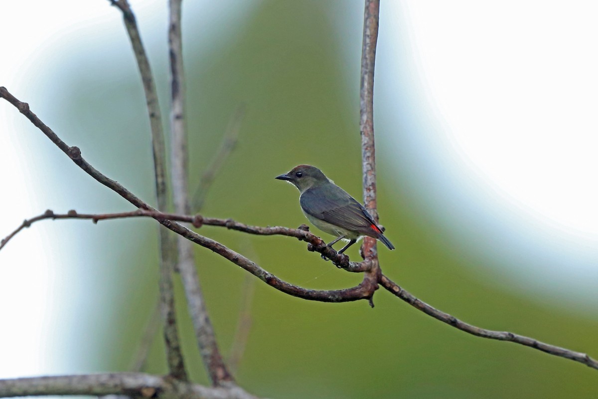 Papoeahoningvogel (Dicaeum geelvinkianum)