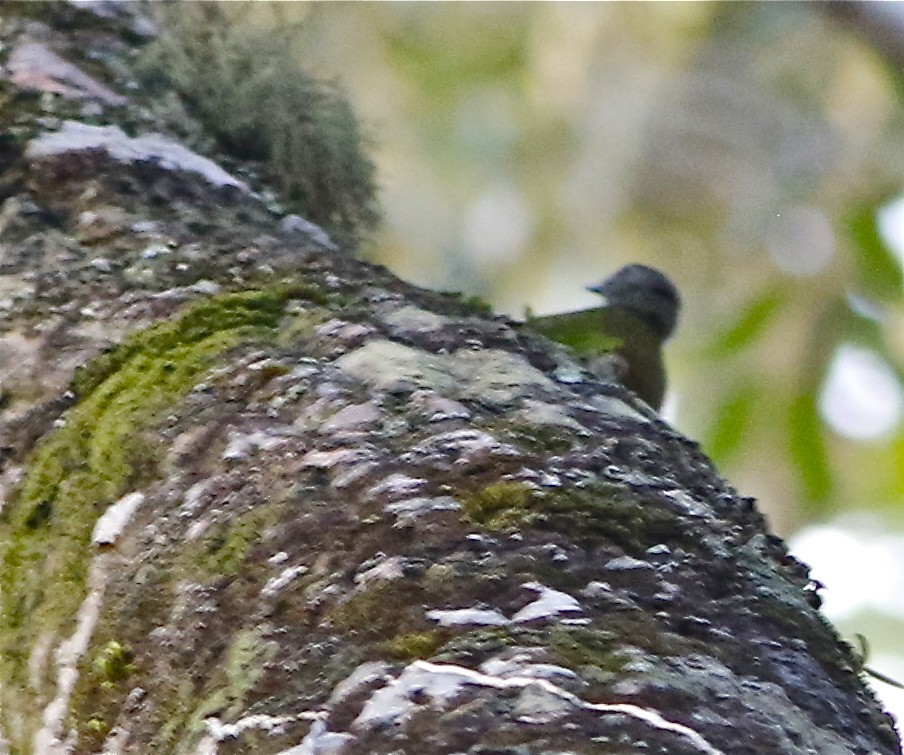 Arizelocichla (Arizelocichla)