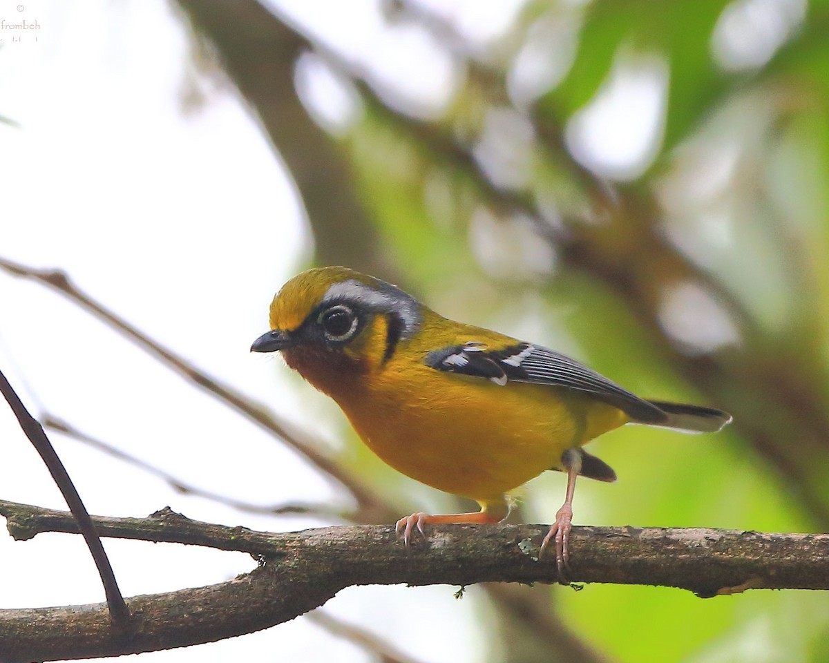 Vireo alcaudón orejudo (Pteruthius melanotis)