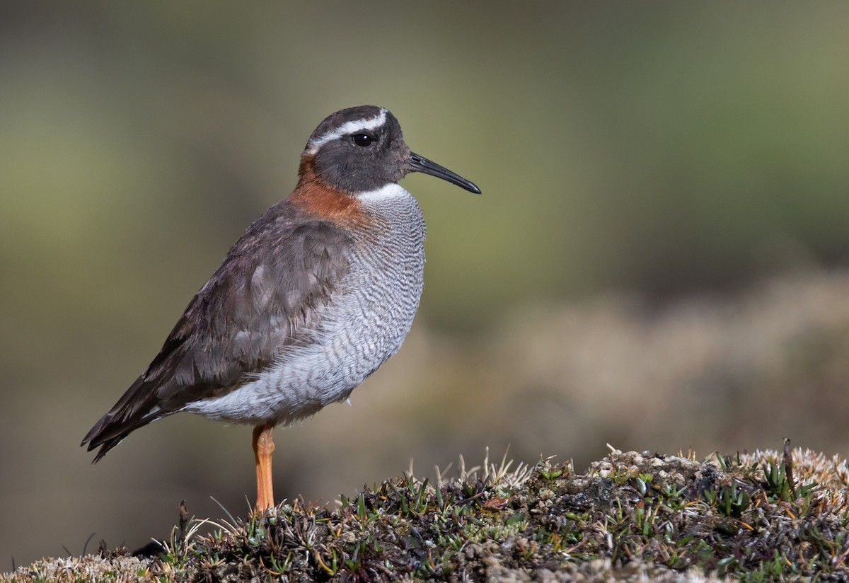 Diademed Sandpiper-plover (Phegornis mitchellii)