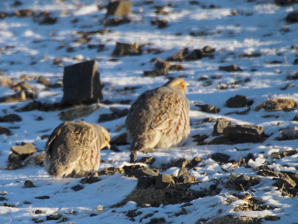 Daurian Partridge (Perdix dauurica)