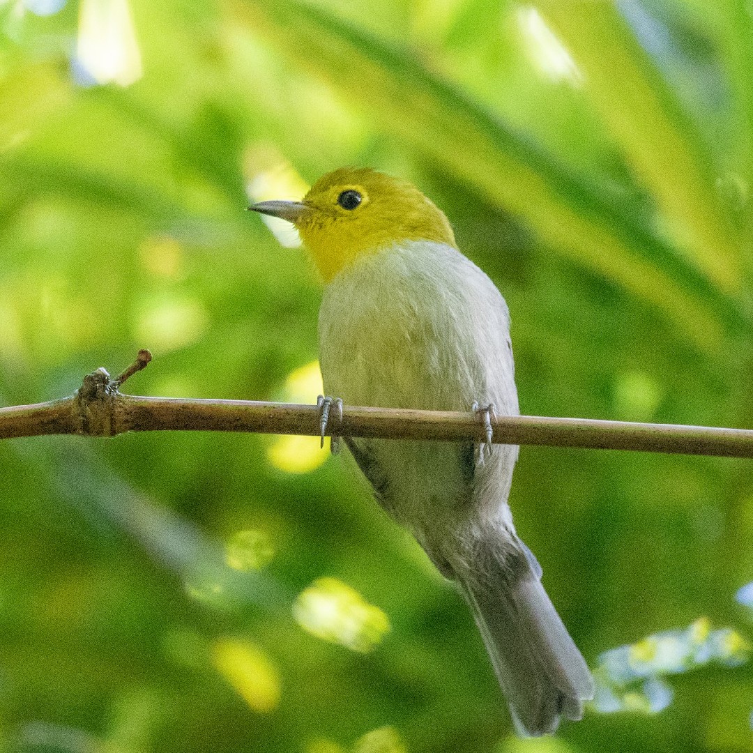Teretistris (Teretistris)