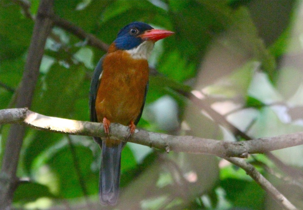 綠背翡翠 (Actenoides monachus)