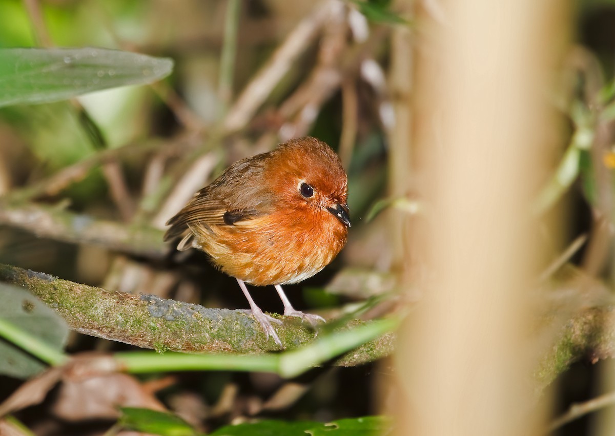 Small Highland Antpittas (Grallaricula)