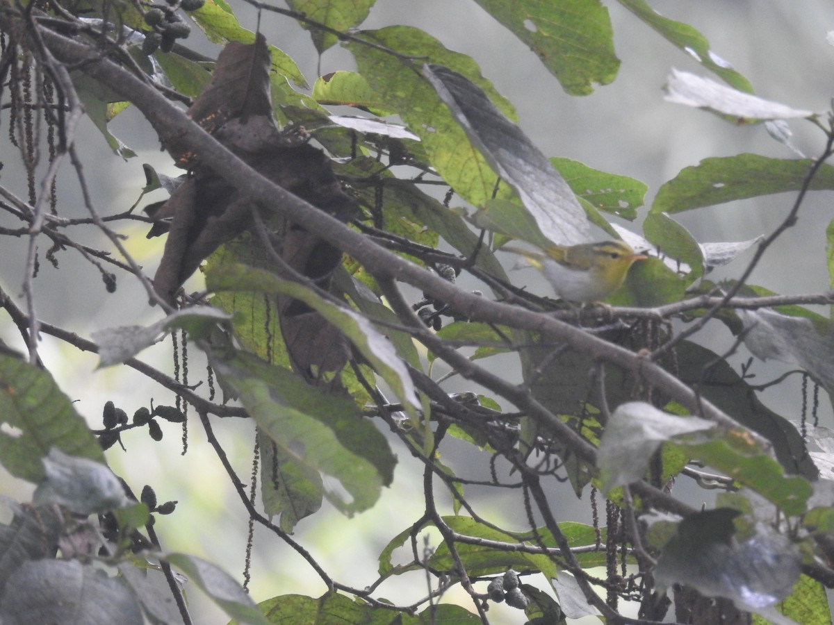 Orpheusboszanger (Phylloscopus cantator)