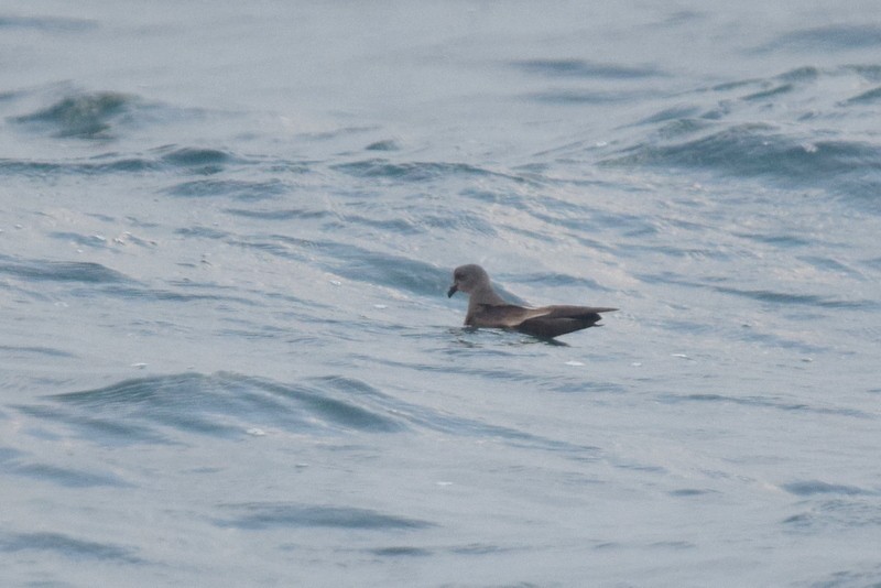 Paíño de Swinhoe (Hydrobates monorhis)