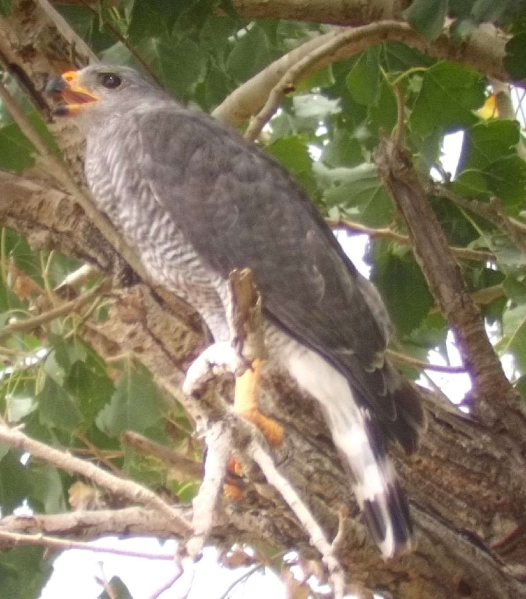 ミナミハイイロノスリ (Buteo plagiatus)