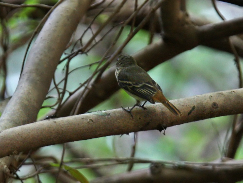 Knipolegus (Knipolegus)