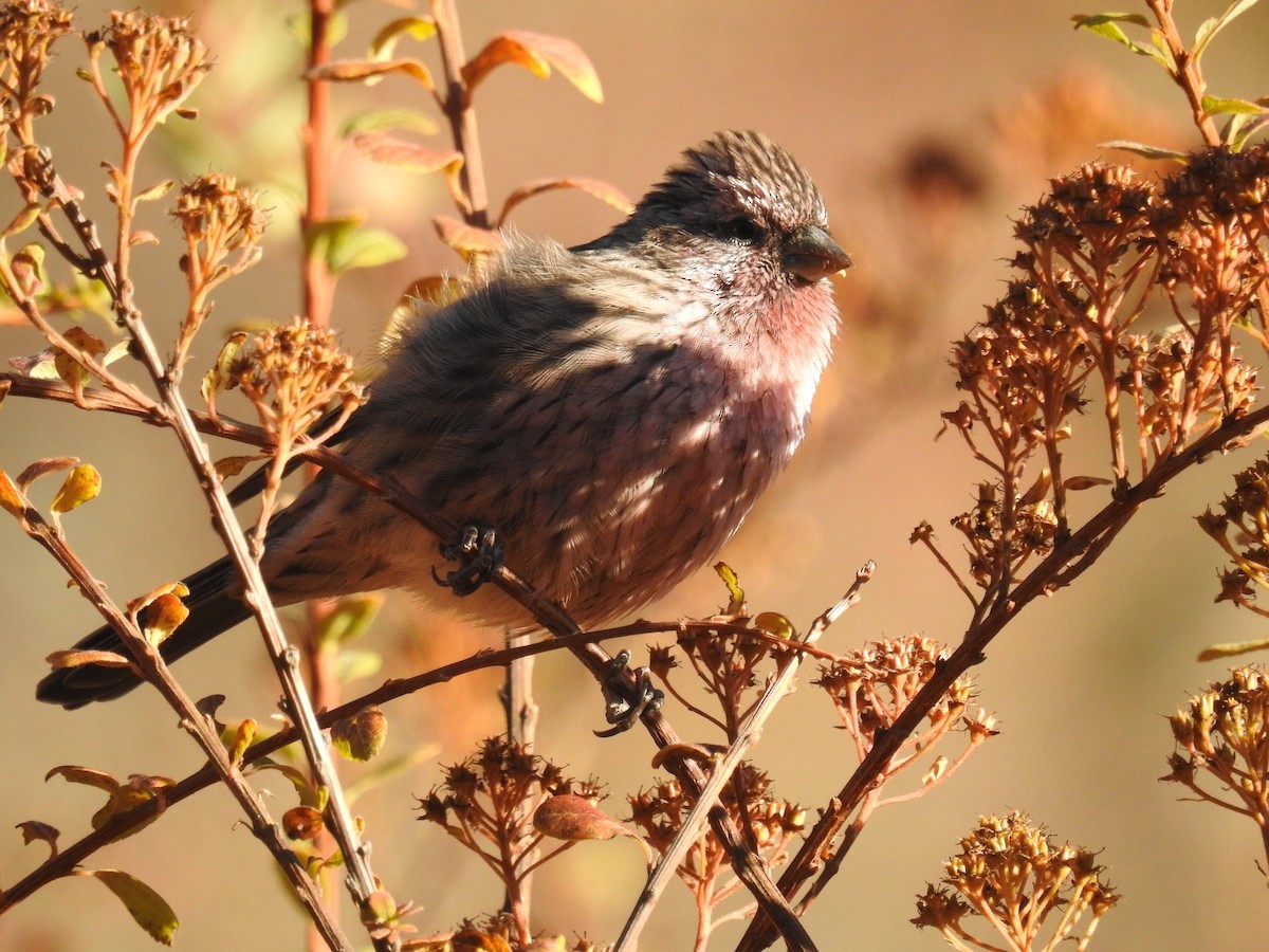 Ciuffolotto roseo magnifico (Carpodacus pulcherrimus)