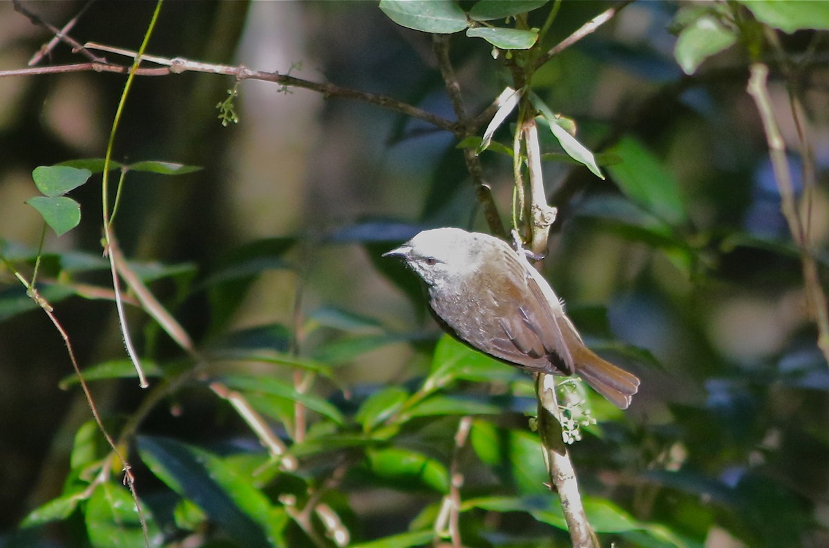 Braunlatz-Gimpeltangare (Euneornis campestris)