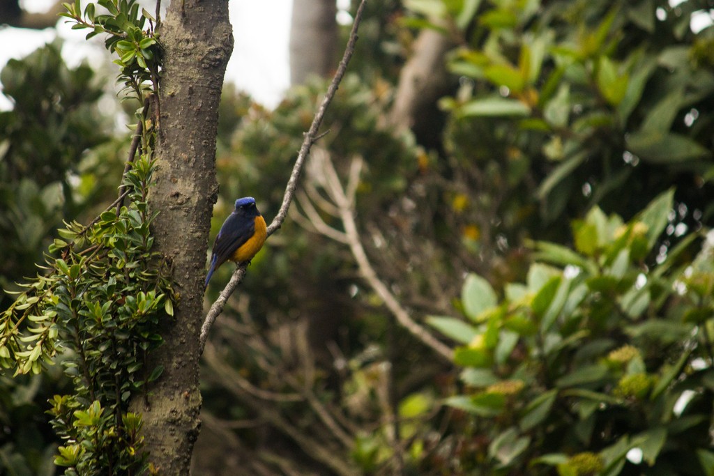 Niltava culorossiccio (Niltava sumatrana)