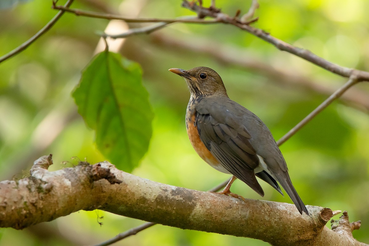 Tordo pettonero (Turdus dissimilis)