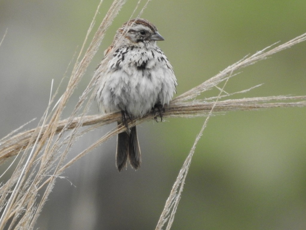 Sierra Madre Sparrow (Xenospiza)