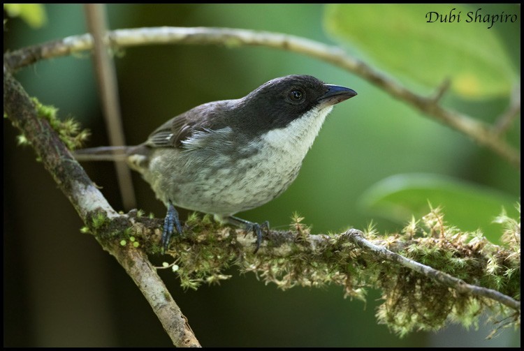 Brustfleckentangare (Nesospingus speculiferus)