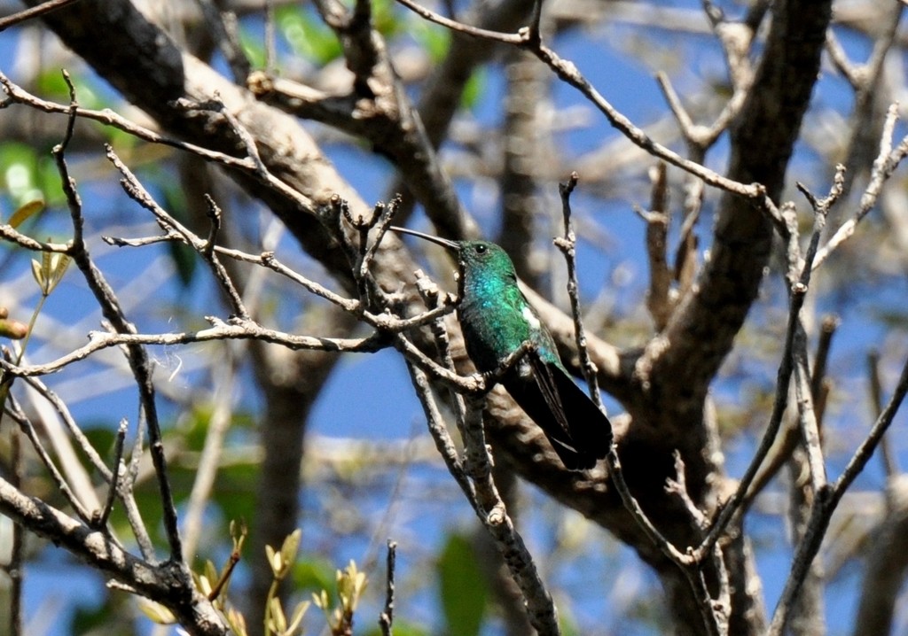 Изумрудный манго (Anthracothorax viridis)