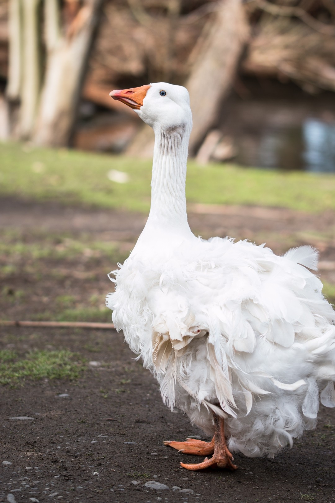 Sebastopol Goose (Anser anser domesticus 'Sebastopol')
