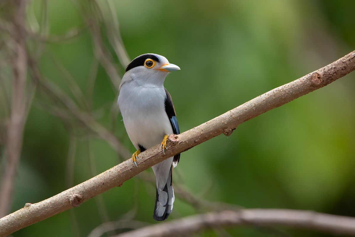 Serilophus (Serilophus)