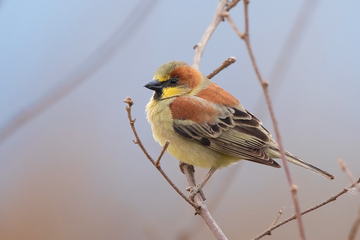 黃腹家麻雀 (Passer flaveolus)