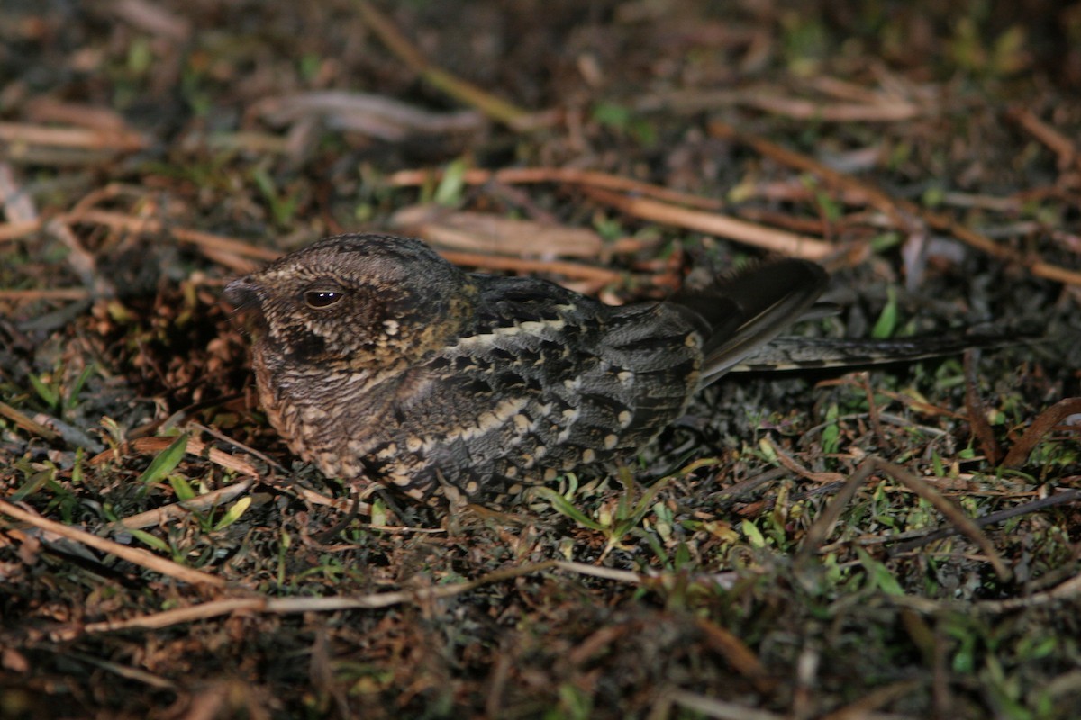 Trident-tailed Nightjars (Hydropsalis)