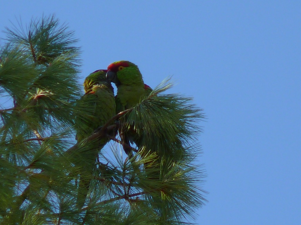 Thick-billed Parrot (Rhynchopsitta pachyrhyncha)