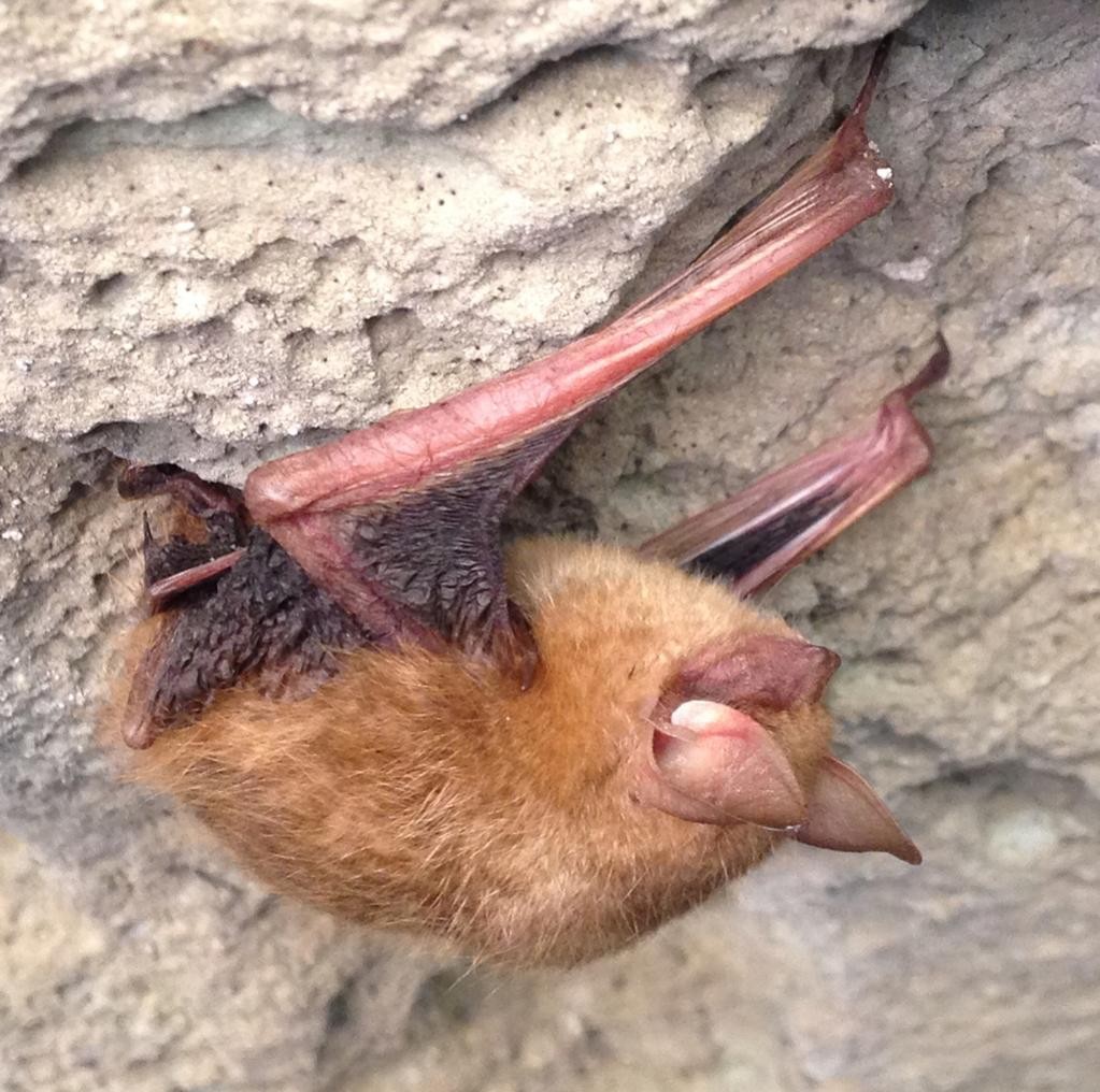 Tricolored bat (Perimyotis)