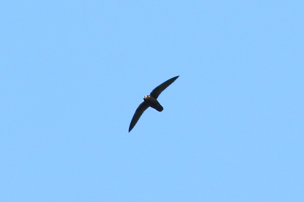 Spot-fronted Swift (Cypseloides cherriei)