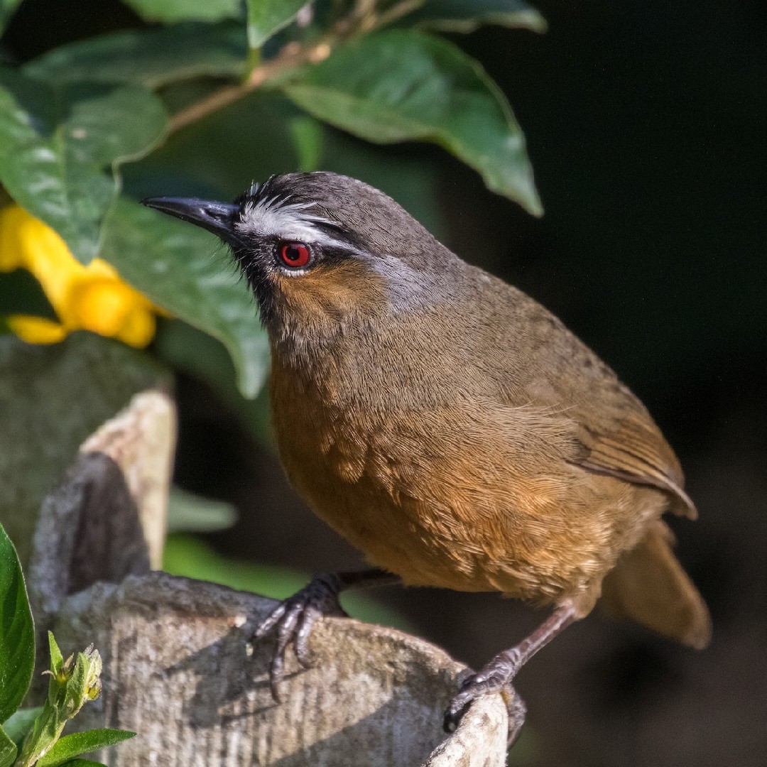 Nilgiri Laughingthrush (Montecincla cachinnans)