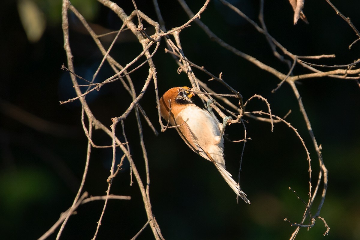 Picoloro Pechipinto (Paradoxornis guttaticollis)