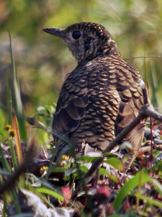 ミナミトラツグミ (Zoothera dauma)