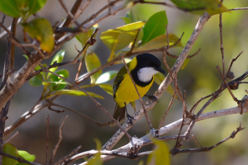 Mangrove Golden Whistler (Pachycephala melanura)