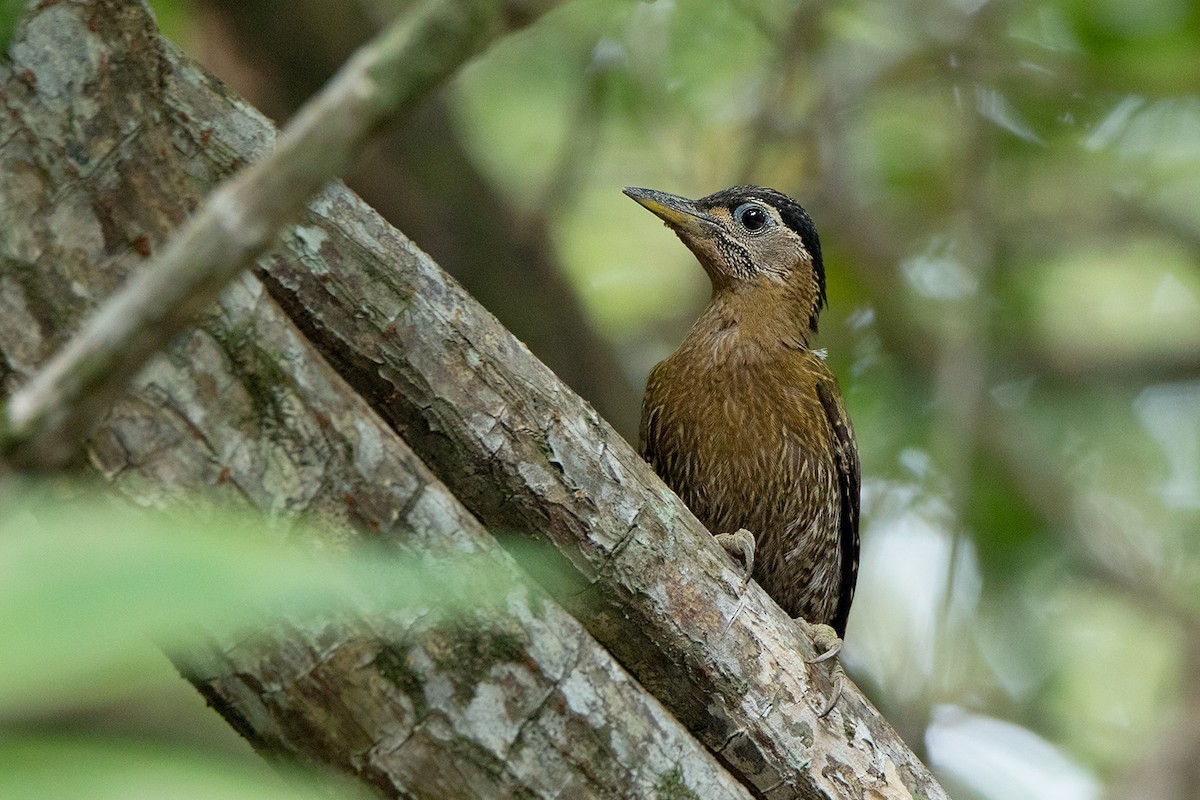 Picus viridanus (Picus viridanus)