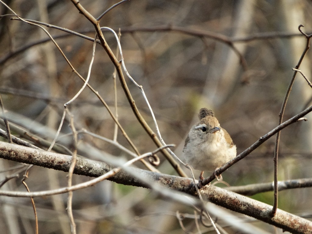 White-bellied Wren (Uropsila)