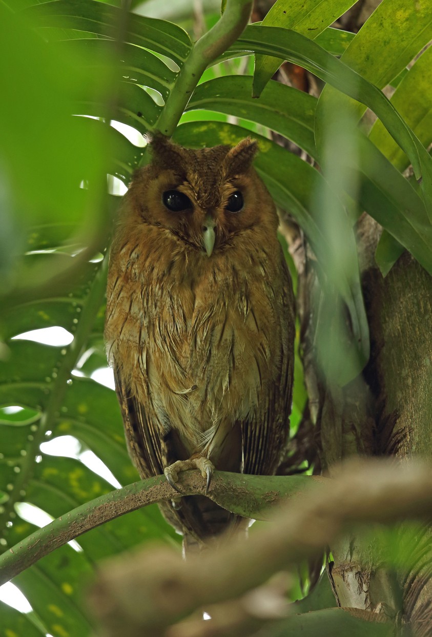 Jamaican Owl (Pseudoscops)