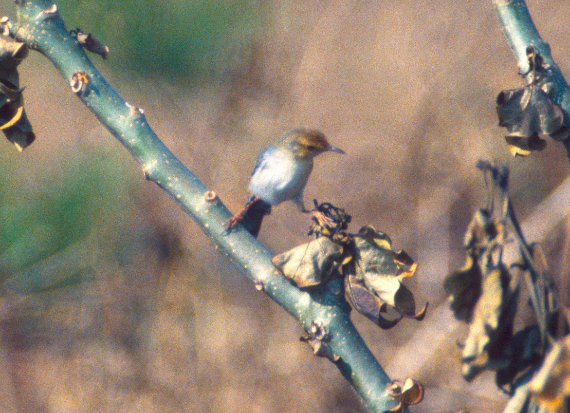 Sao tome prinia