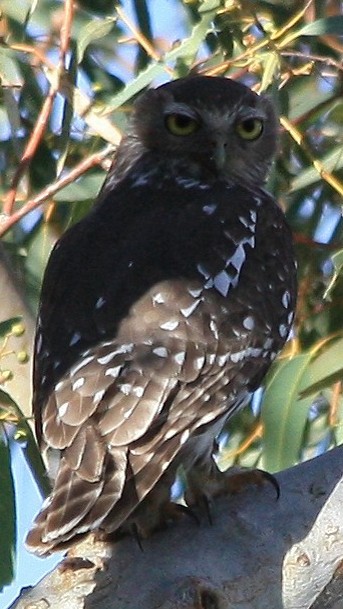 Nínox Ladrador (Ninox connivens)