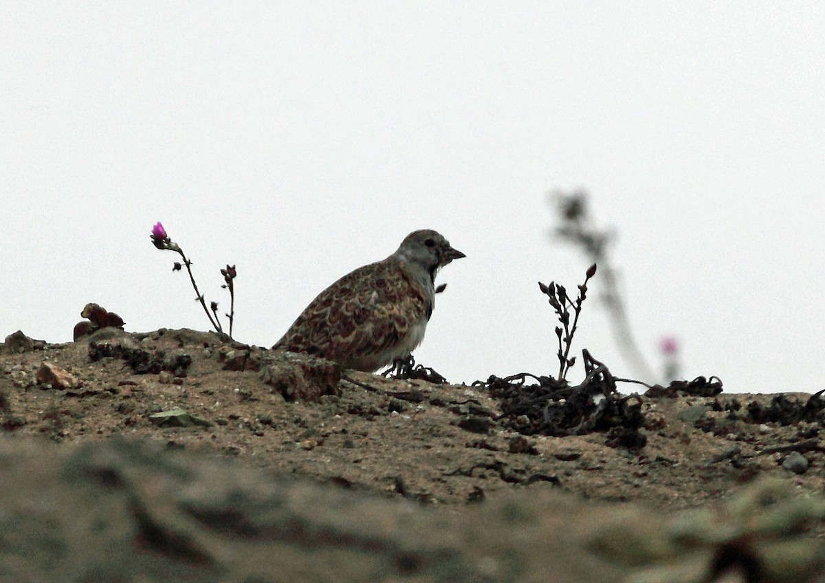 Lesser Seedsnipes (Thinocorus)