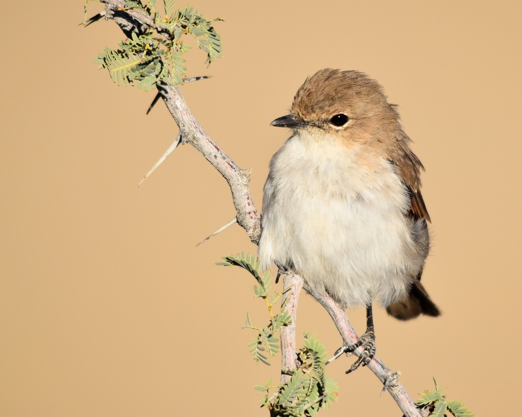 Bradornis (Bradornis)