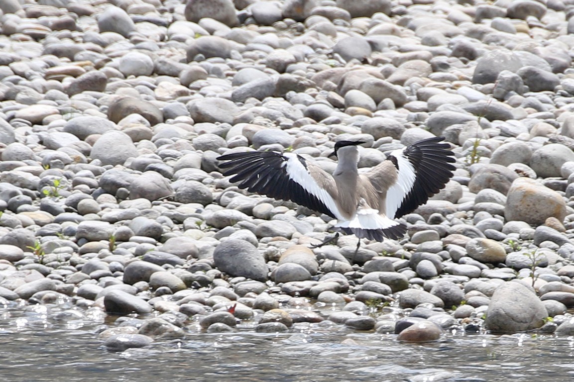 River Lapwing (Vanellus duvaucelii)